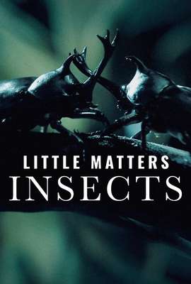Little Matters: Insects