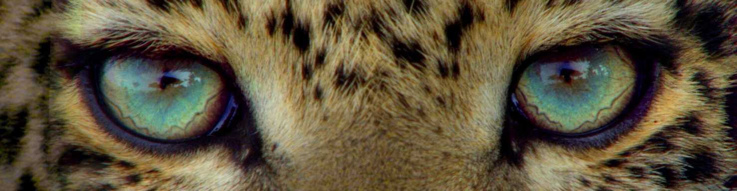 Jade Eyed Leopard